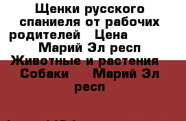 Щенки русского спаниеля от рабочих родителей › Цена ­ 5 000 - Марий Эл респ. Животные и растения » Собаки   . Марий Эл респ.